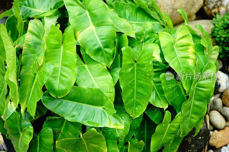 Syngonium podophyllum叶子